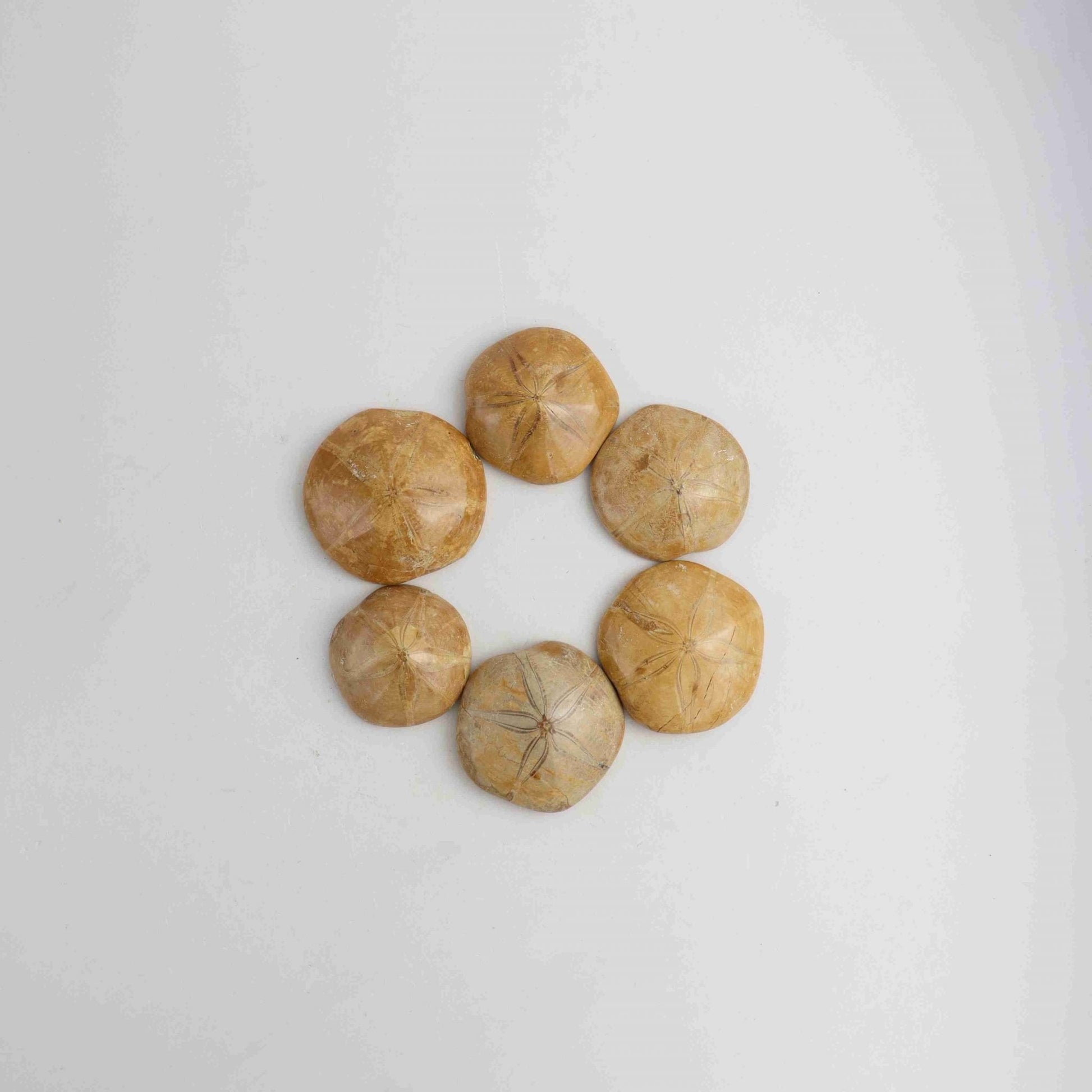 Sand Dollar Fossil - Expert Wholesale and Supplier of Wholesale Crystals & Bulk Gemstones, ["Animal Carvings"]